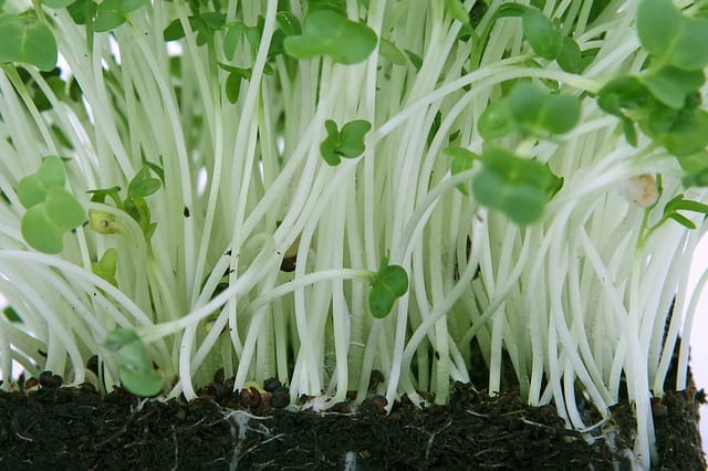 agriculture