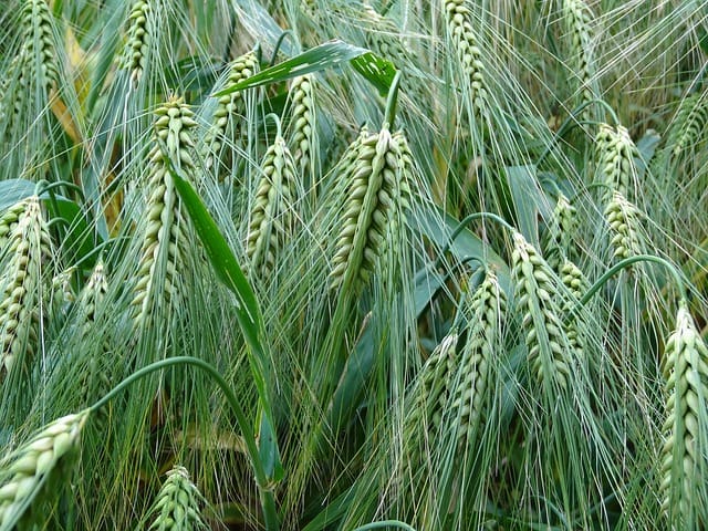 barley