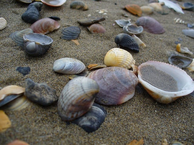 Морские раковины